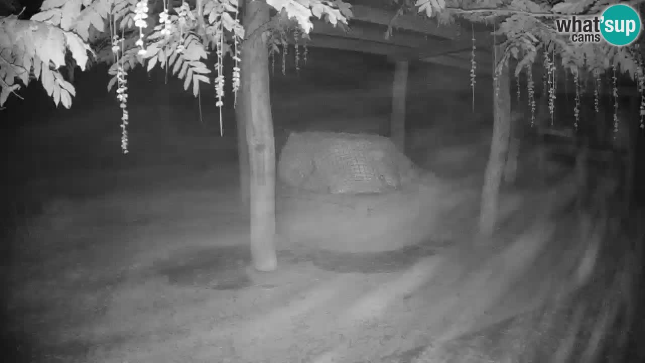 Le Zebre nello ZOO di Ljubljana – Slovenia Live webcam