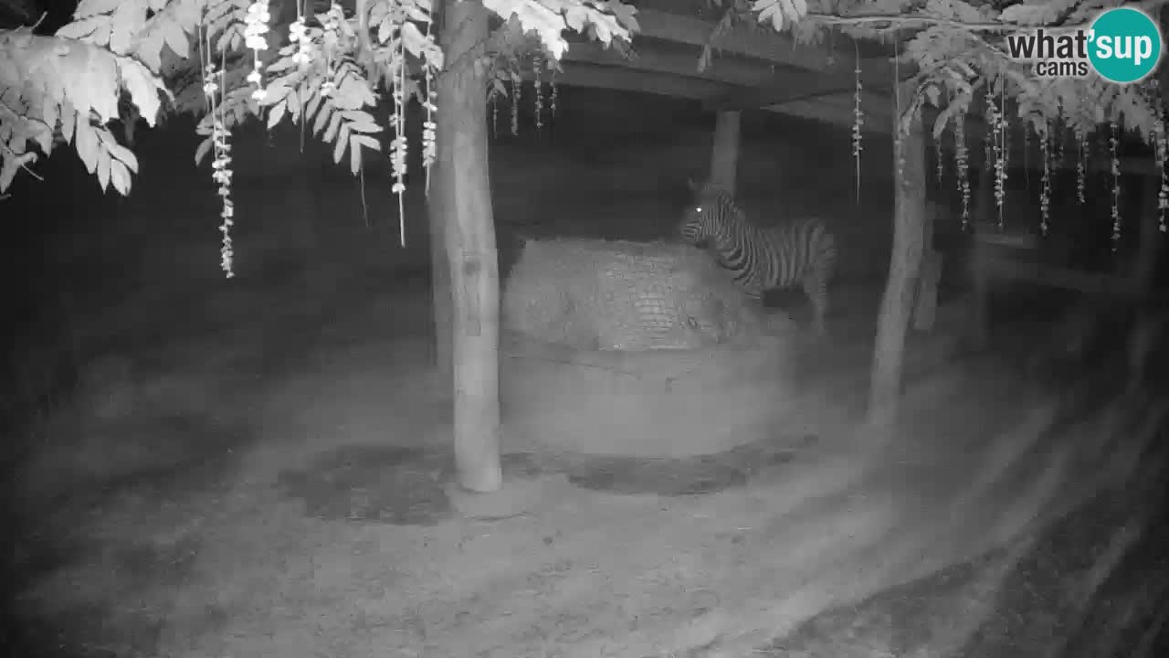 Zebre v živo v živalskem vrtu Ljubljana ZOO spletne kamere