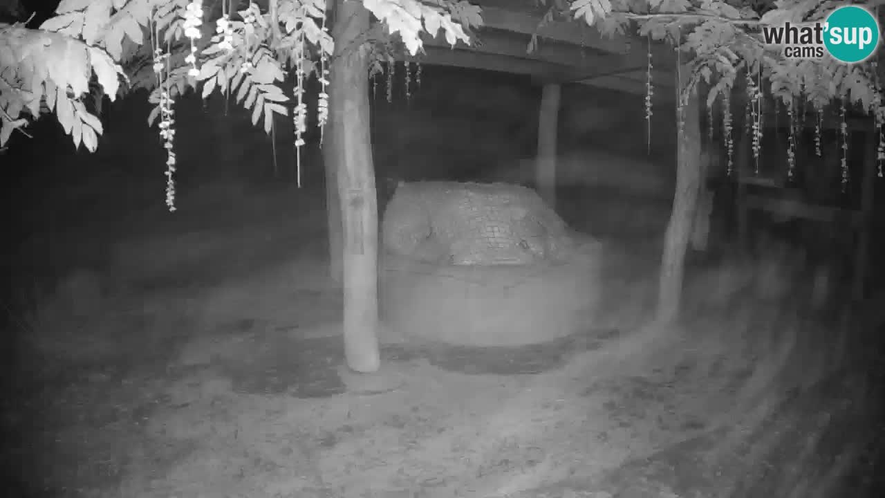 Camera en vivo Cebras in Ljubljana ZOO – Eslovenia