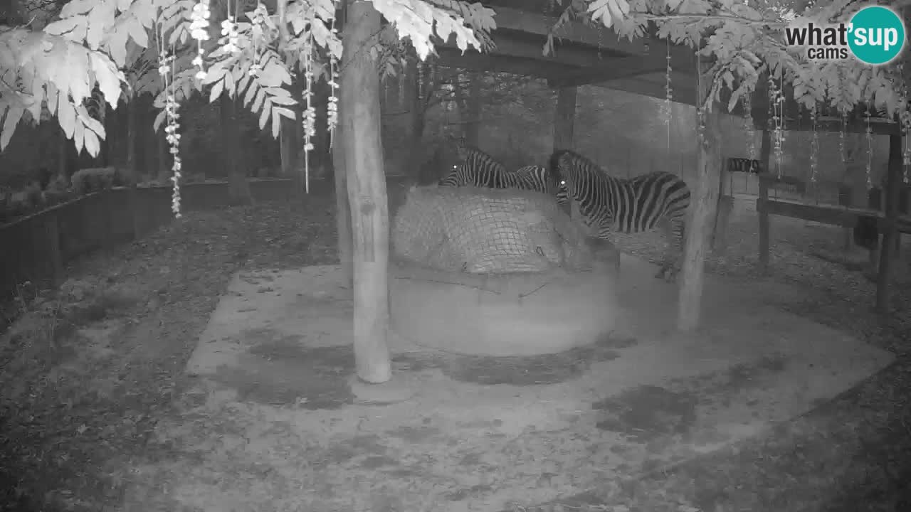 Web kamera uživo Zebras u ZOO Ljubljana – Slovenija