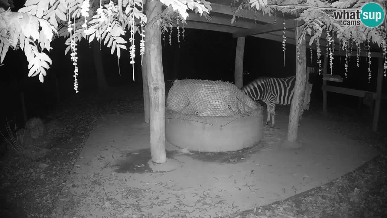 Live Webcam Zebras in Ljubljana ZOO – Slowenien