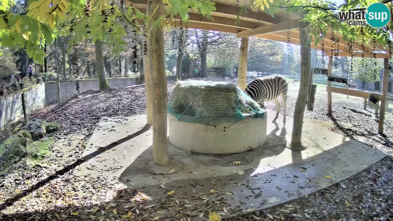 Live Webcam Zebras in Ljubljana ZOO – Slowenien