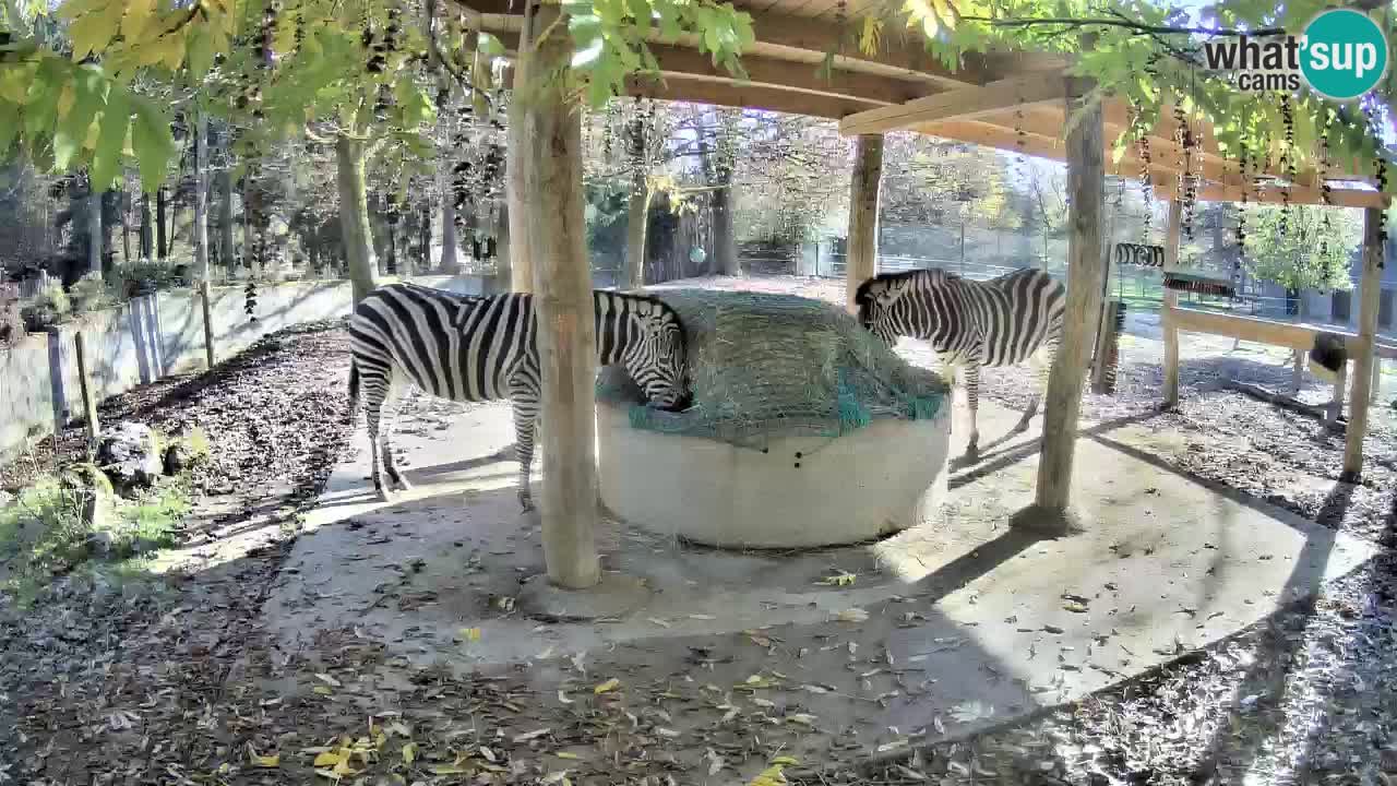 Live webcam Les zèbres in Ljubljana ZOO – Slovénie