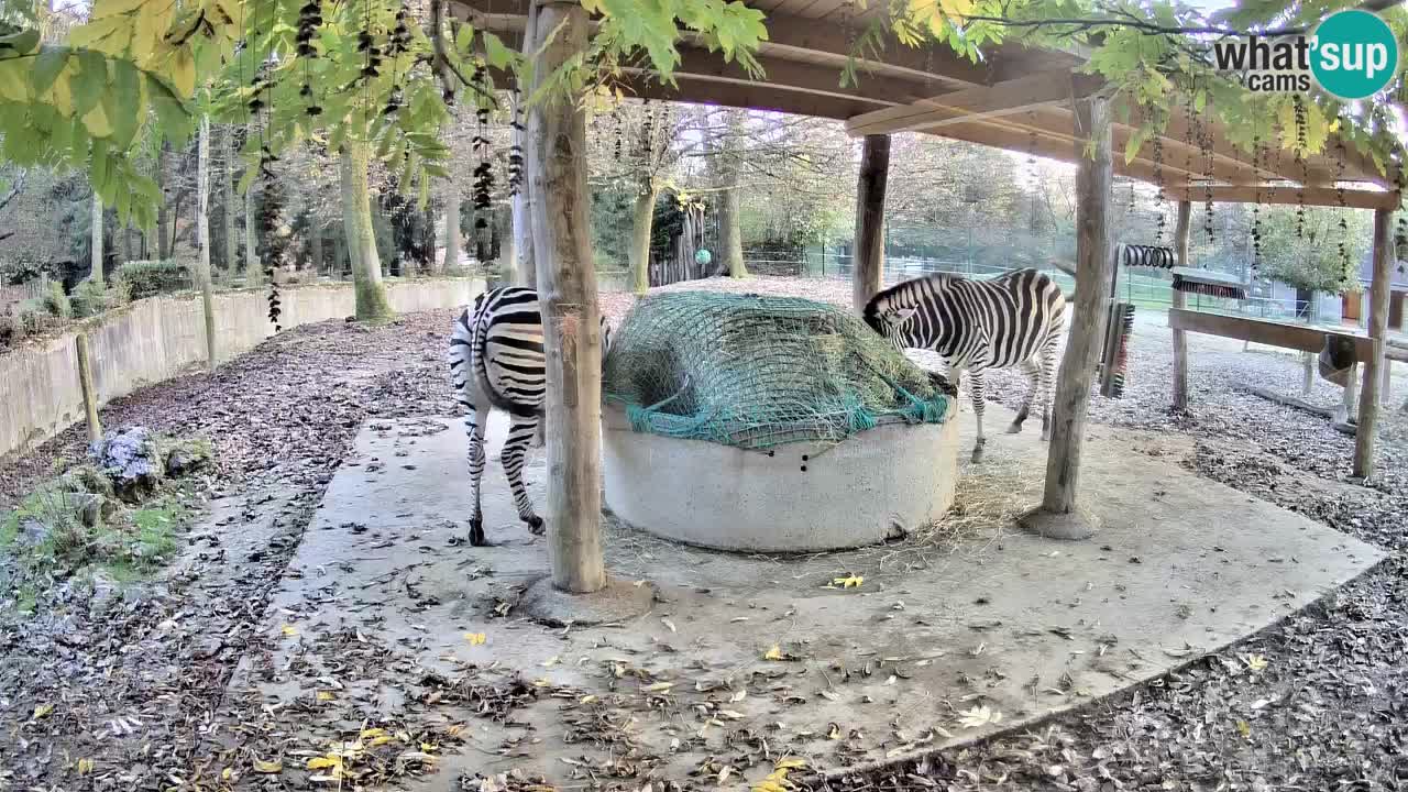 Live Webcam Zebras in Ljubljana ZOO – Slowenien