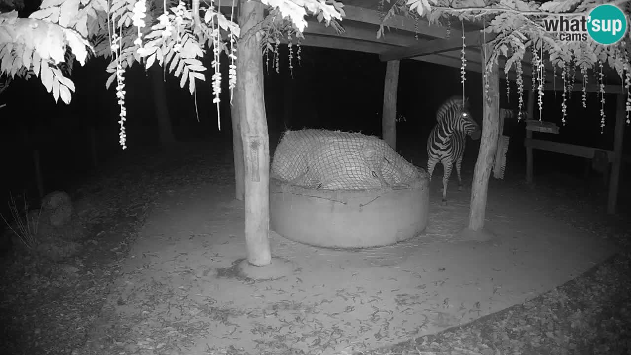 Le Zebre nello ZOO di Ljubljana – Slovenia Live webcam