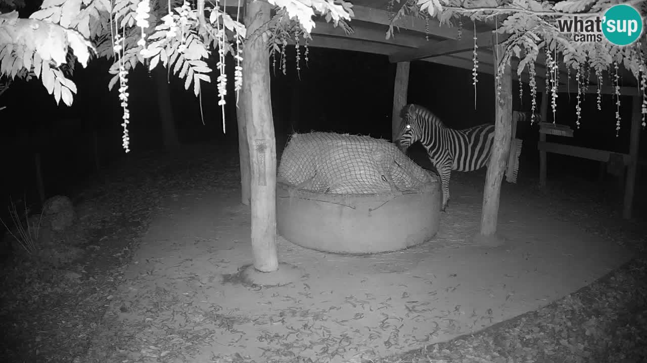 Live webcam Les zèbres in Ljubljana ZOO – Slovénie