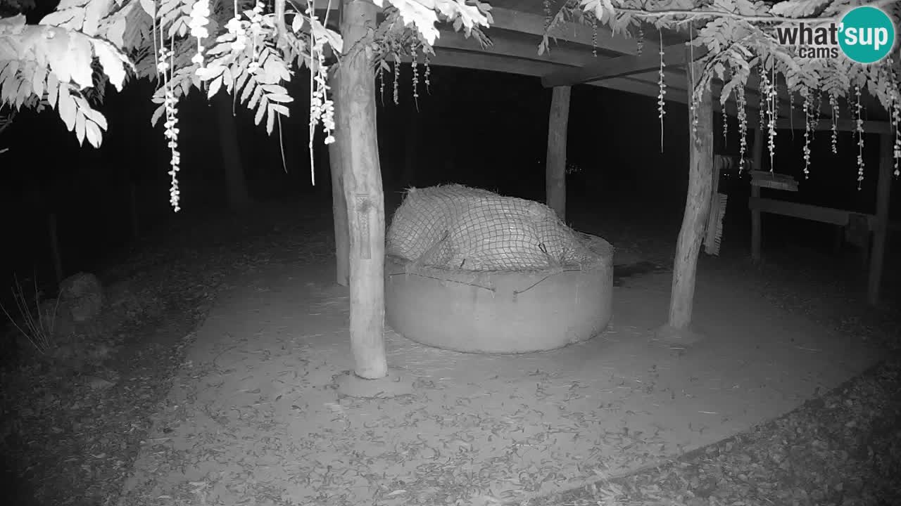 Live Webcam Zebras in Ljubljana ZOO – Slowenien