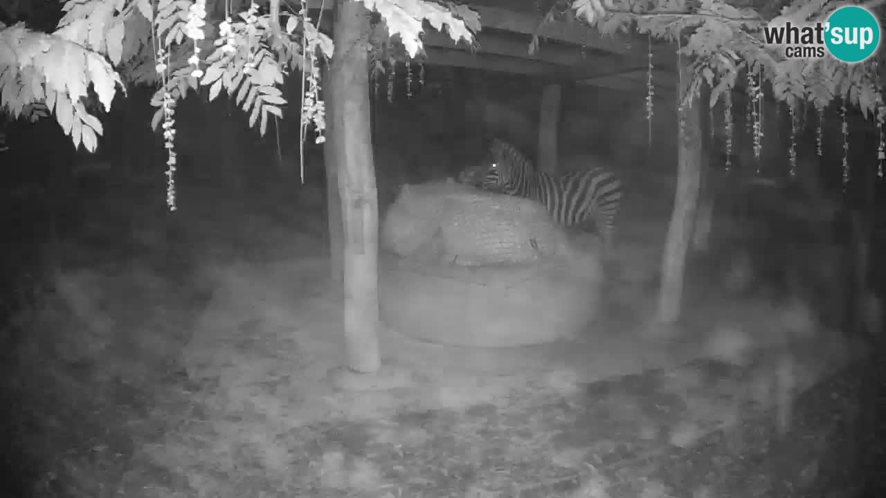 Live webcam Les zèbres in Ljubljana ZOO – Slovénie