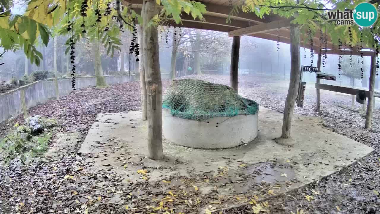 Zebre v živo v živalskem vrtu Ljubljana ZOO spletne kamere