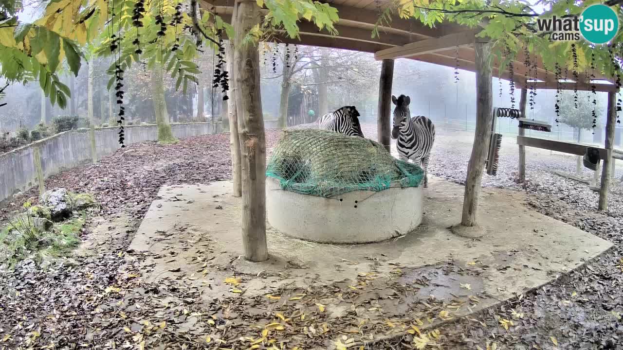 Live Webcam Zebras in Ljubljana ZOO – Slowenien