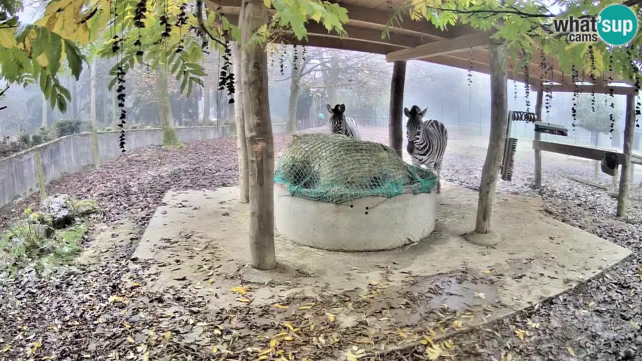 Live Webcam Zebras in Ljubljana ZOO – Slowenien