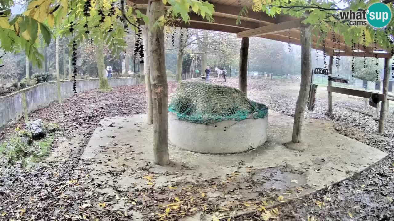 Live Webcam Zebras in Ljubljana ZOO – Slowenien