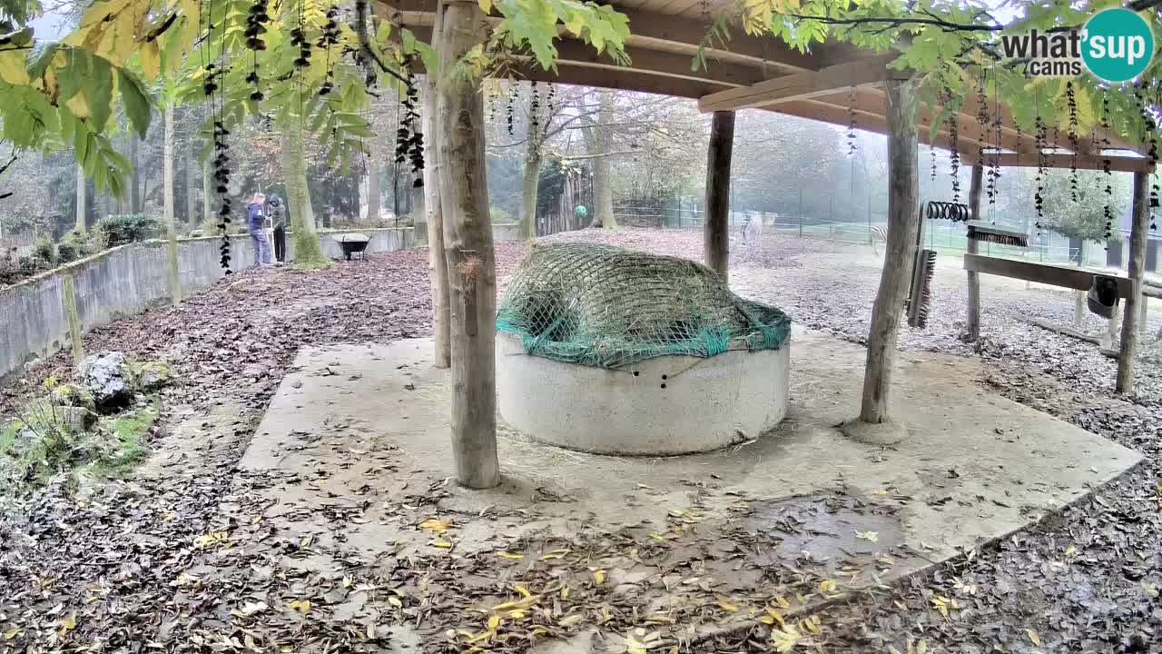 Zebre v živo v živalskem vrtu Ljubljana ZOO spletne kamere