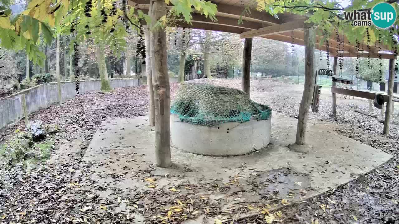 Zebre v živo v živalskem vrtu Ljubljana ZOO spletne kamere