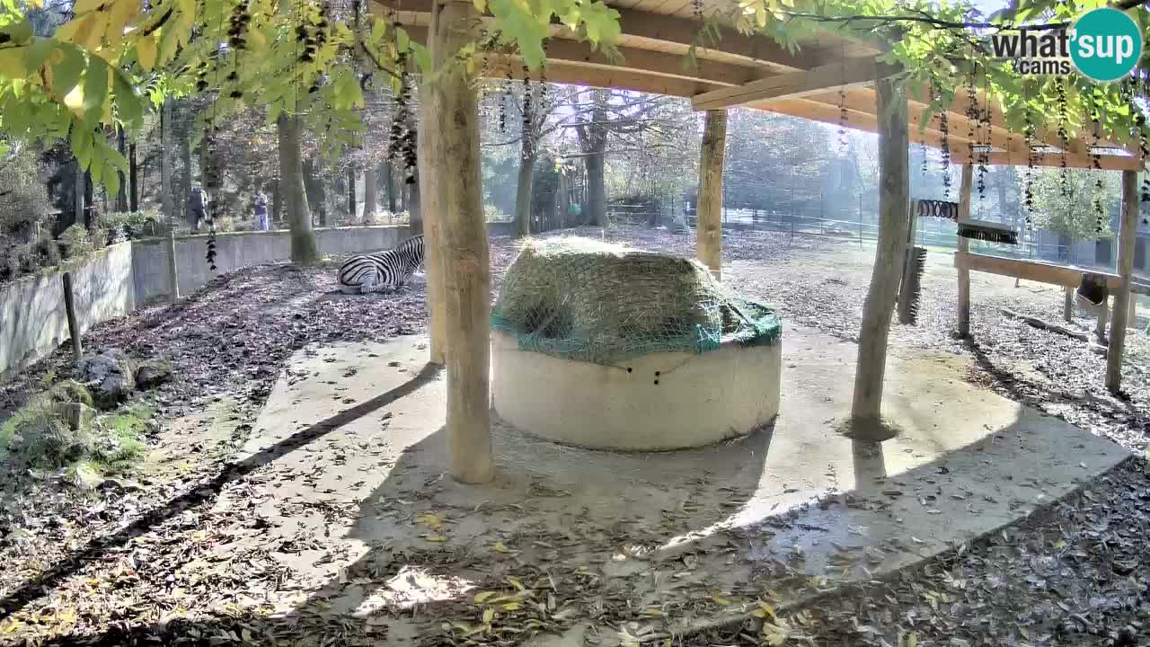 Live webcam Les zèbres in Ljubljana ZOO – Slovénie