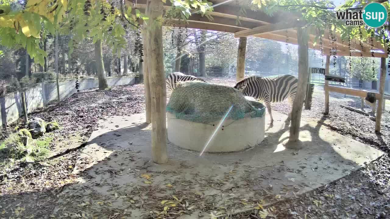 Live webcam Zebras in Ljubljana ZOO – Slovenia