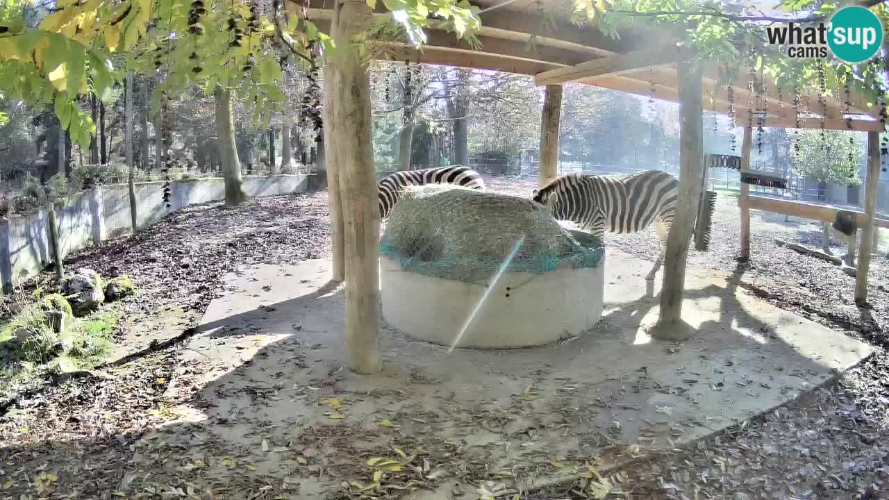 Camera en vivo Cebras in Ljubljana ZOO – Eslovenia