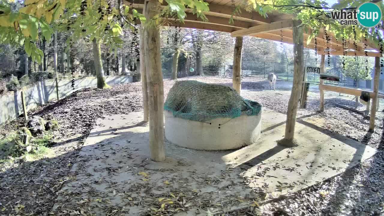 Camera en vivo Cebras in Ljubljana ZOO – Eslovenia