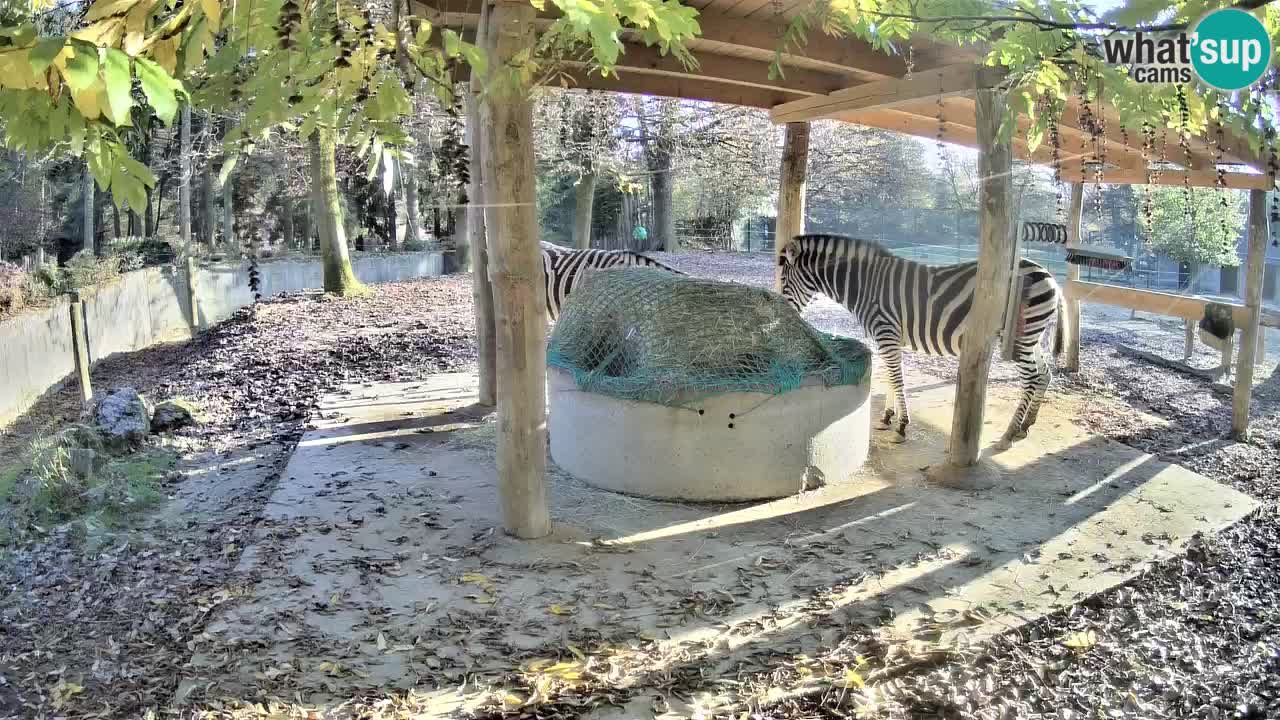 Zebre v živo v živalskem vrtu Ljubljana ZOO spletne kamere