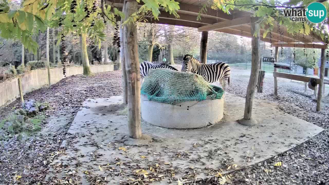 Zebre v živo v živalskem vrtu Ljubljana ZOO spletne kamere