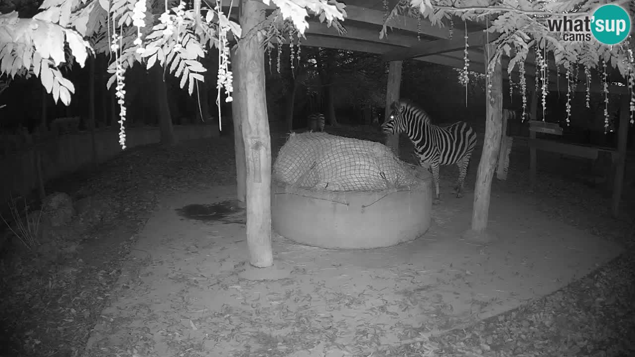 Live webcam Les zèbres in Ljubljana ZOO – Slovénie