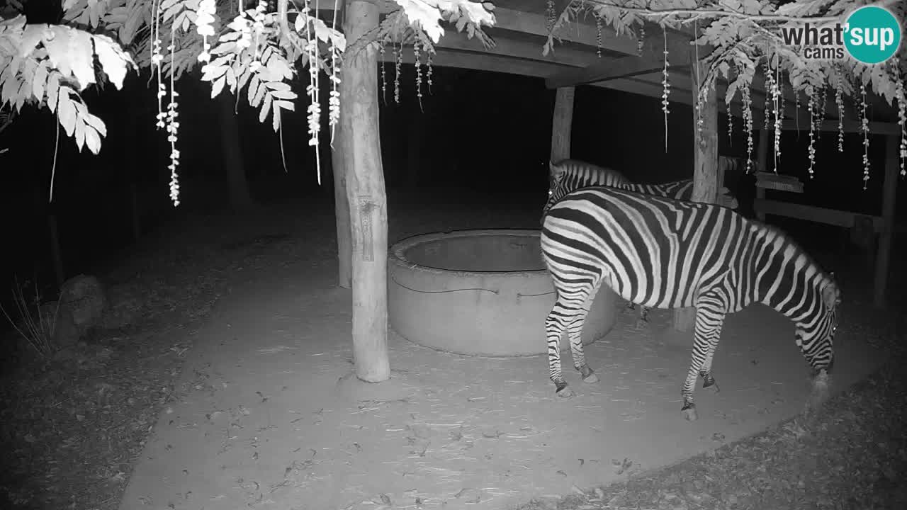 Live webcam Zebras in Ljubljana ZOO – Slovenia