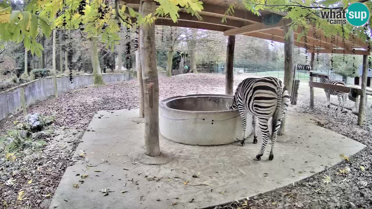 Le Zebre nello ZOO di Ljubljana – Slovenia Live webcam