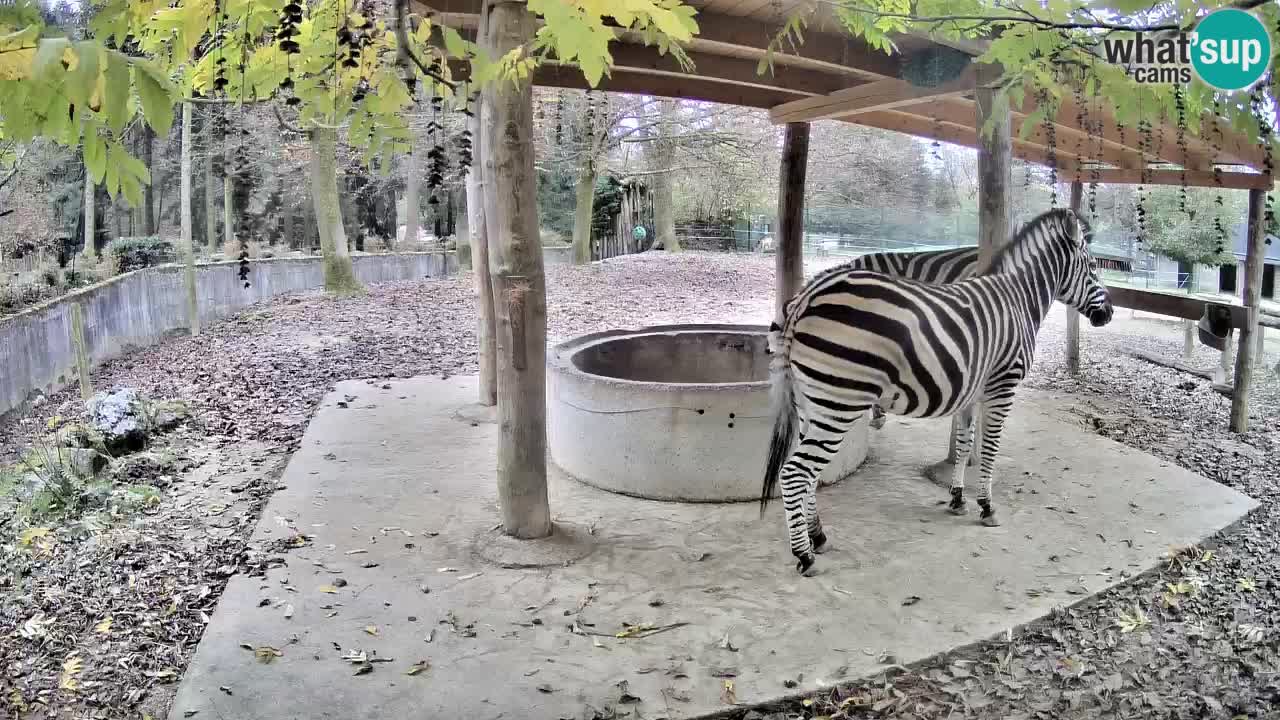 Live Webcam Zebras in Ljubljana ZOO – Slowenien