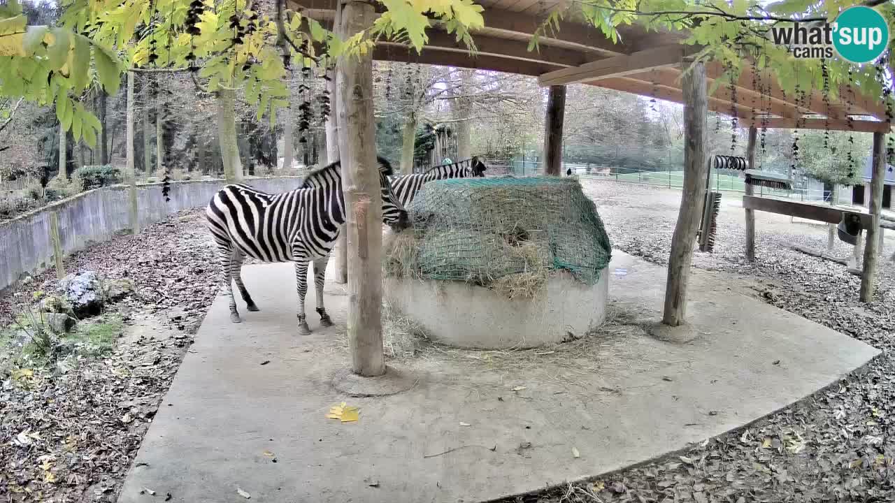 Live webcam Zebras in Ljubljana ZOO – Slovenia