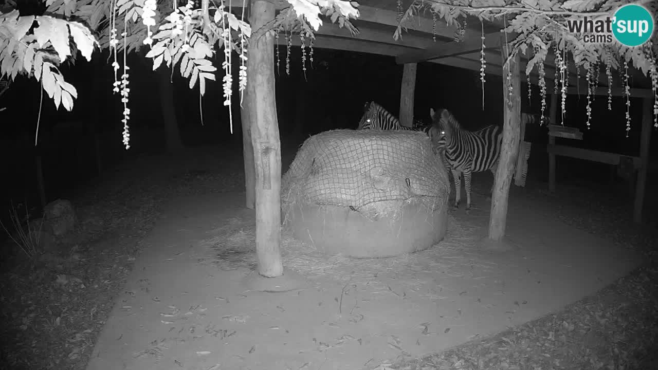 Live webcam Les zèbres in Ljubljana ZOO – Slovénie