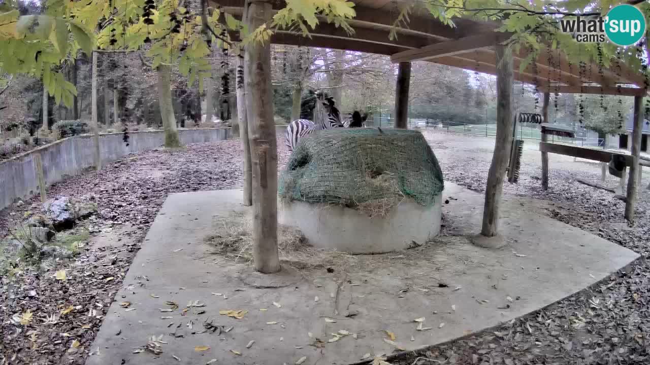 Camera en vivo Cebras in Ljubljana ZOO – Eslovenia