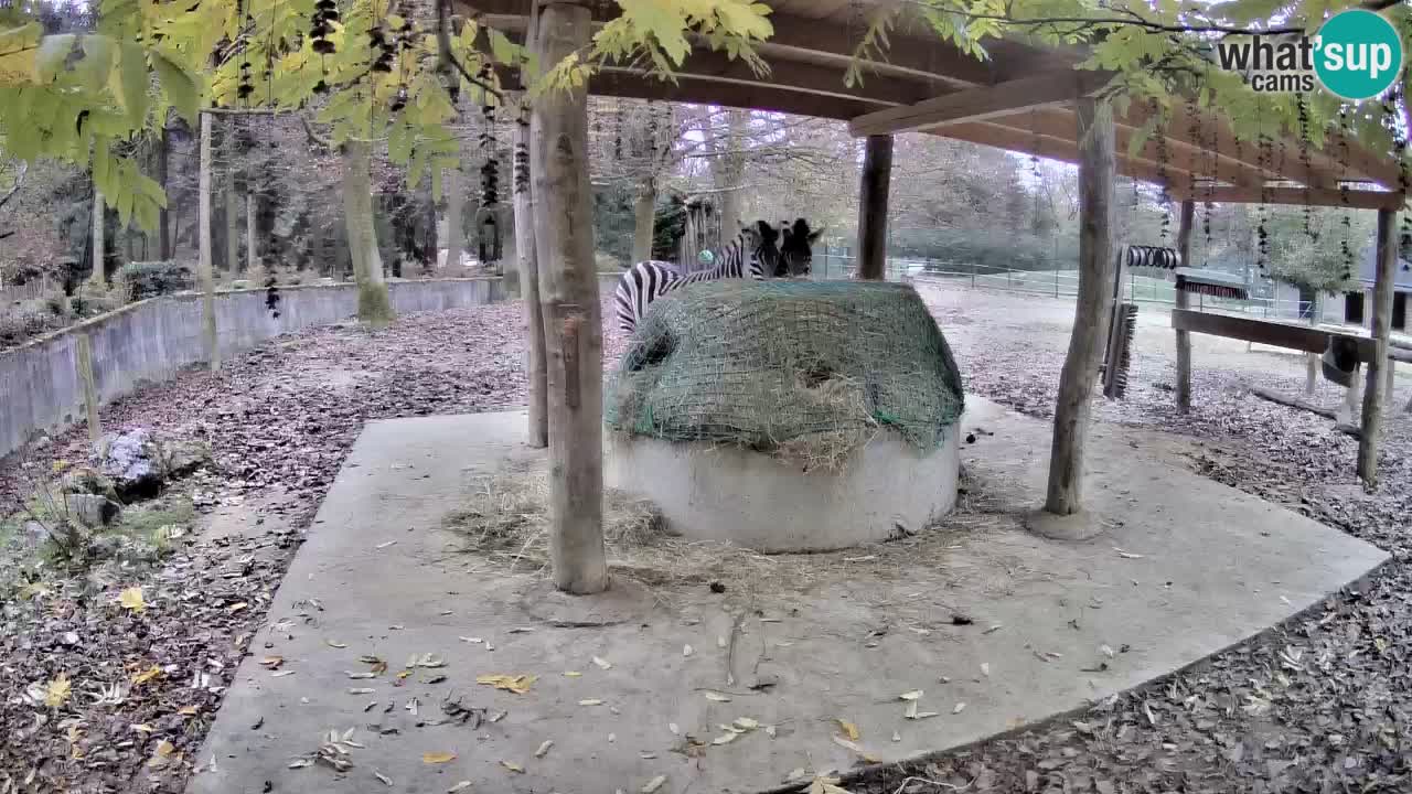 Camera en vivo Cebras in Ljubljana ZOO – Eslovenia