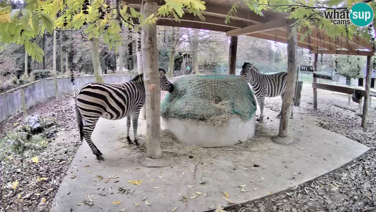 Zebre v živo v živalskem vrtu Ljubljana ZOO spletne kamere