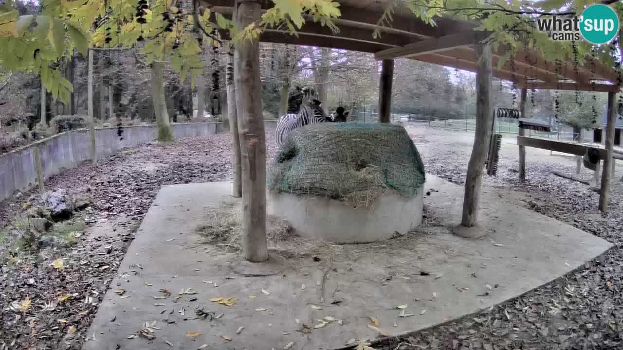 Zebre v živo v živalskem vrtu Ljubljana ZOO spletne kamere