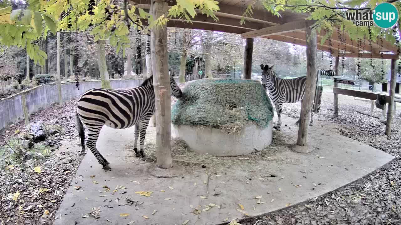 Web kamera uživo Zebras u ZOO Ljubljana – Slovenija