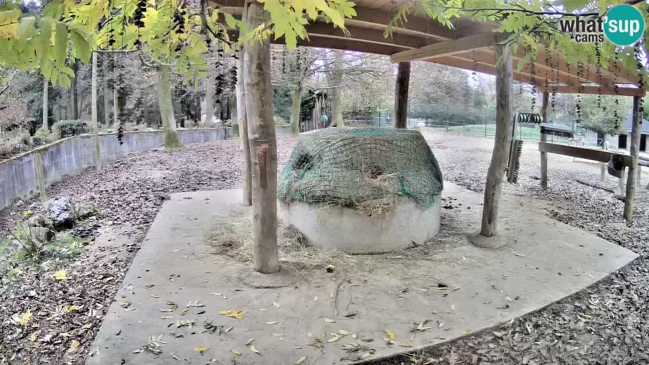 Live Webcam Zebras in Ljubljana ZOO – Slowenien