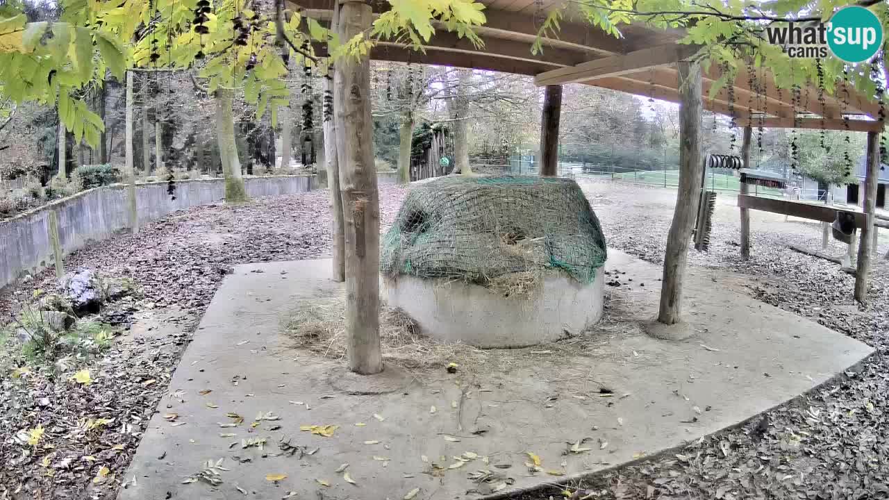 Live webcam Zebras in Ljubljana ZOO – Slovenia