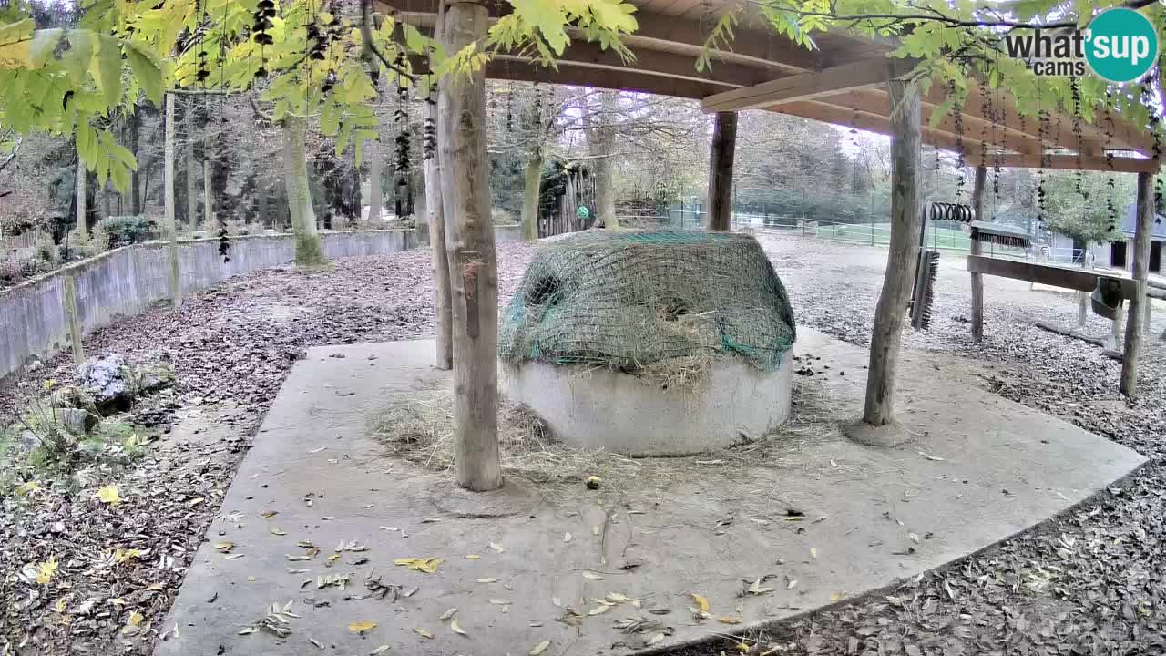 Zebre v živo v živalskem vrtu Ljubljana ZOO spletne kamere