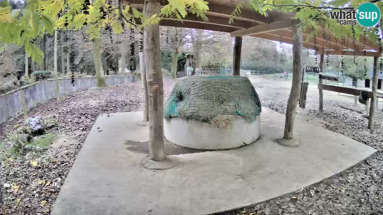 Camera en vivo Cebras in Ljubljana ZOO – Eslovenia