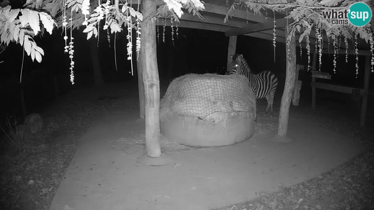 Zebre v živo v živalskem vrtu Ljubljana ZOO spletne kamere