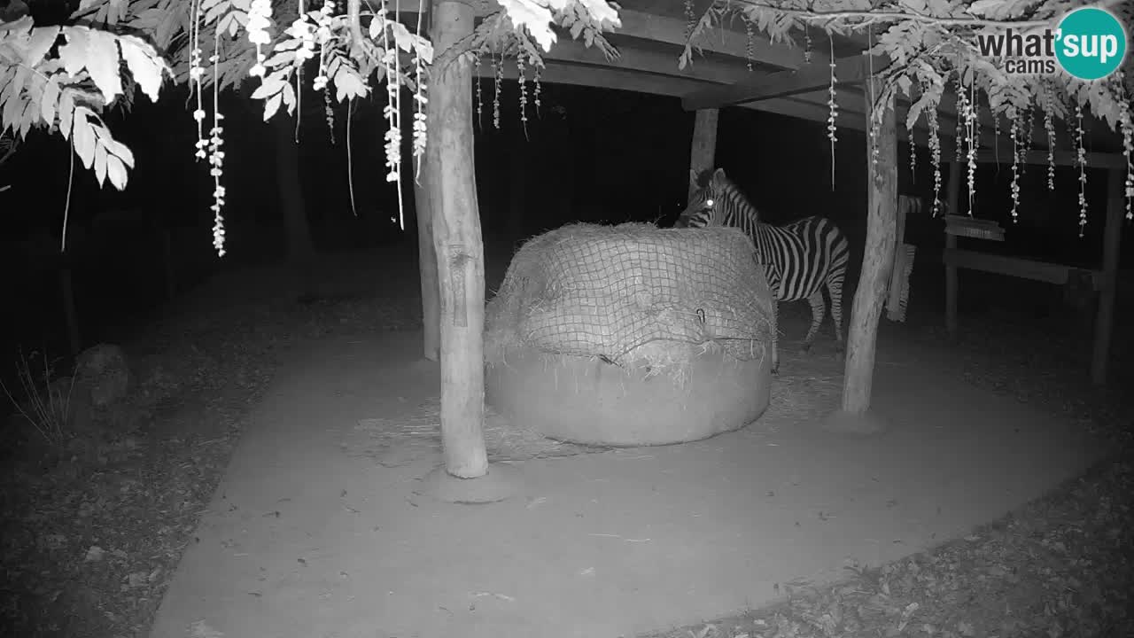 Live Webcam Zebras in Ljubljana ZOO – Slowenien