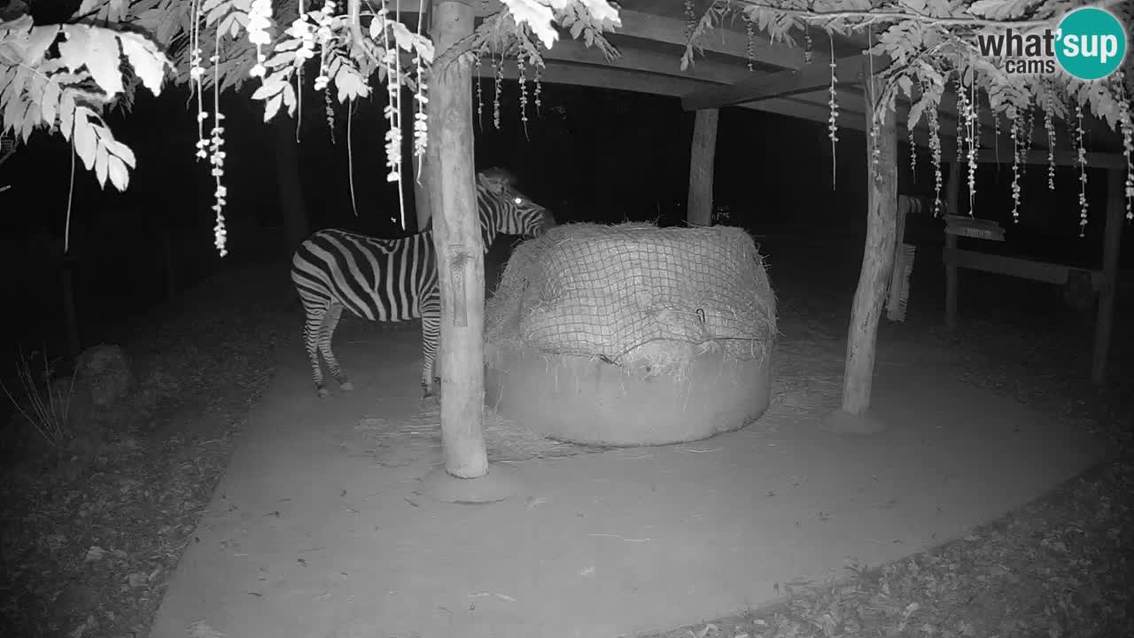 Live webcam Les zèbres in Ljubljana ZOO – Slovénie