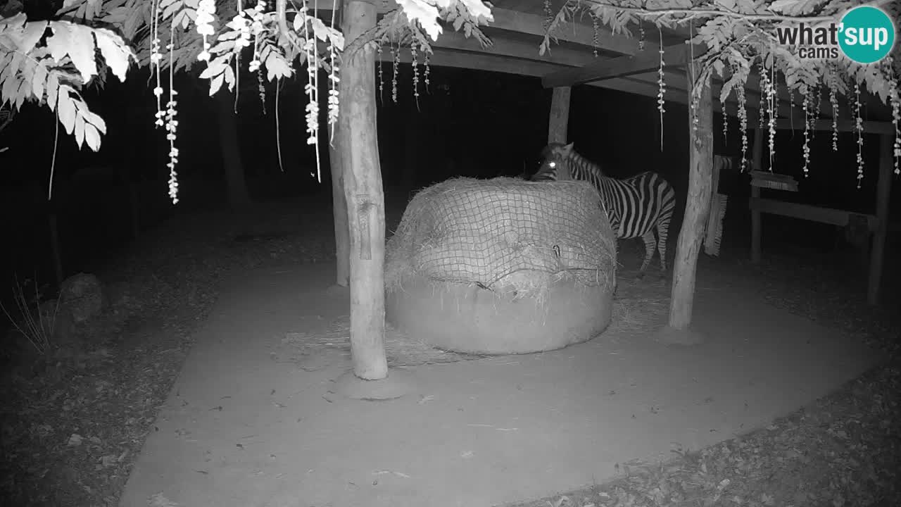 Zebre v živo v živalskem vrtu Ljubljana ZOO spletne kamere