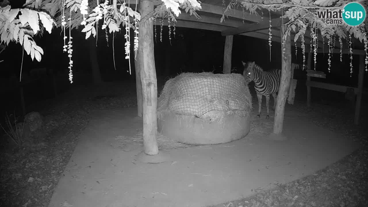 Live Webcam Zebras in Ljubljana ZOO – Slowenien