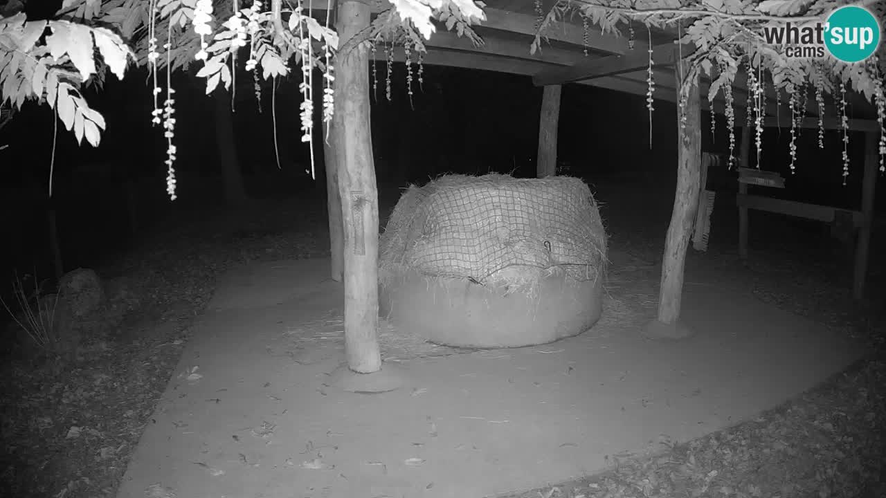 Live Webcam Zebras in Ljubljana ZOO – Slowenien