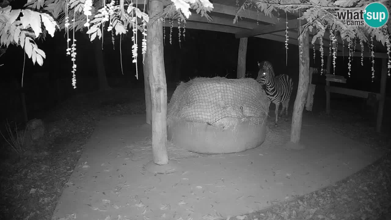 Zebre v živo v živalskem vrtu Ljubljana ZOO spletne kamere