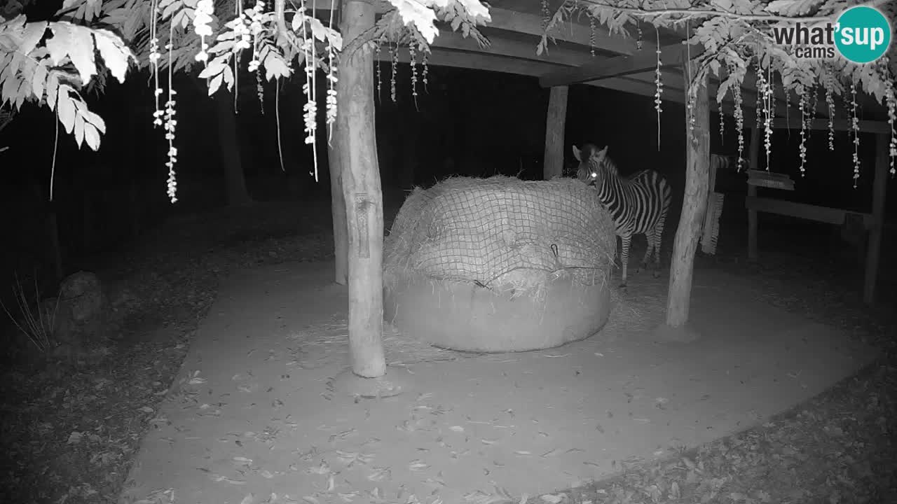 Web kamera uživo Zebras u ZOO Ljubljana – Slovenija