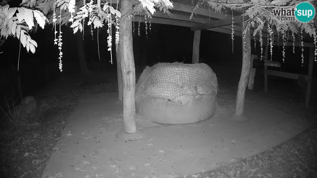 Live Webcam Zebras in Ljubljana ZOO – Slowenien