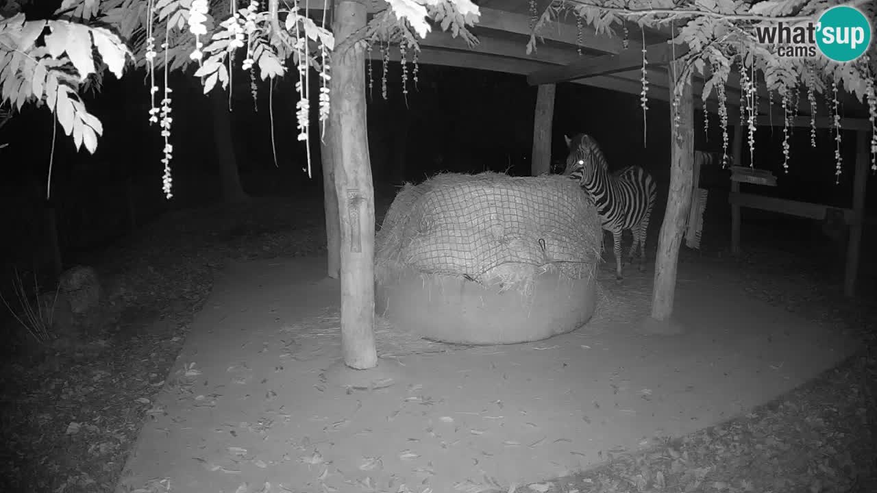 Zebre v živo v živalskem vrtu Ljubljana ZOO spletne kamere