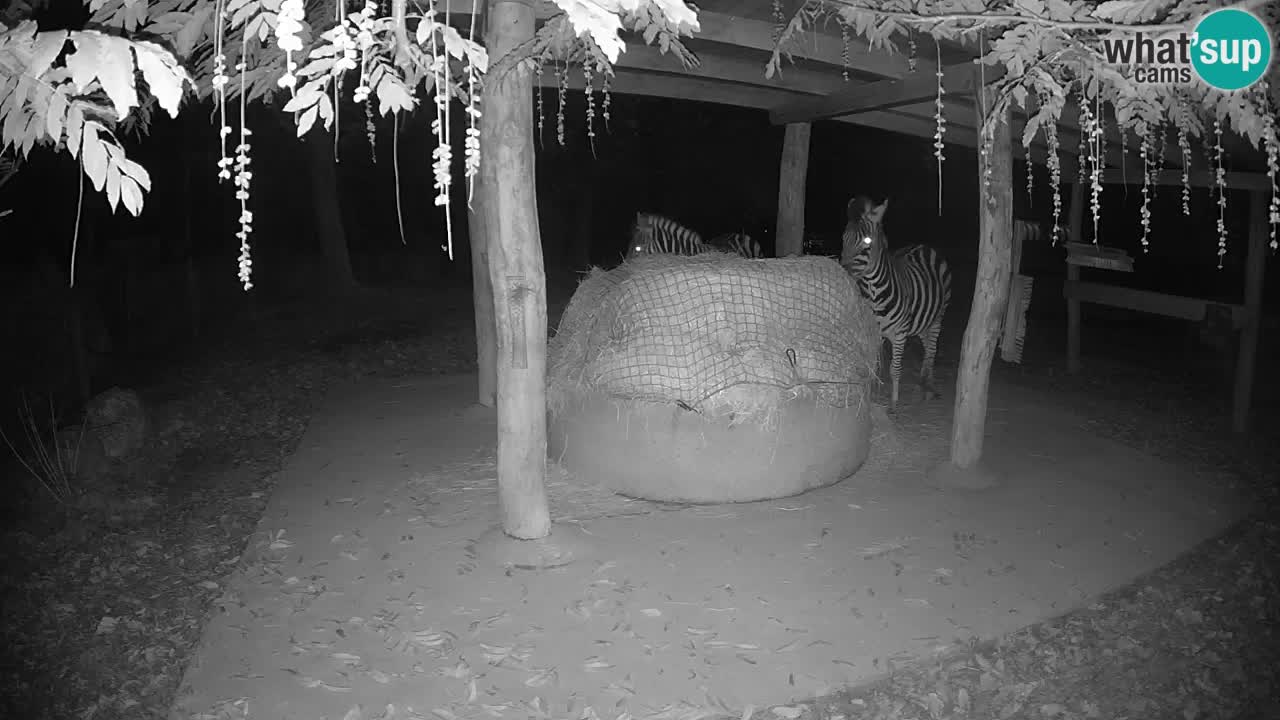 Live Webcam Zebras in Ljubljana ZOO – Slowenien